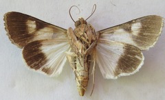 Melipotis agrotoides