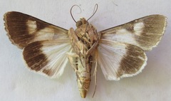 Melipotis agrotoides