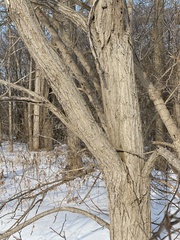 Robinia pseudoacacia