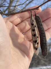 Robinia pseudoacacia