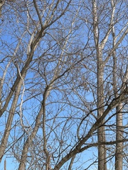 Robinia pseudoacacia