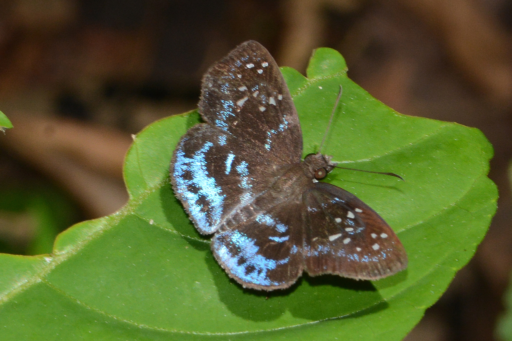 Herennius Blue-Skipper