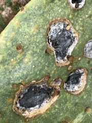 Phyllosticta concava