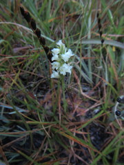 Spiranthes × stellata