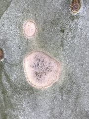 Phyllosticta concava