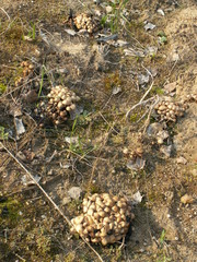 Britzelmayria multipedata