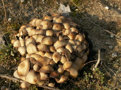 Britzelmayria multipedata