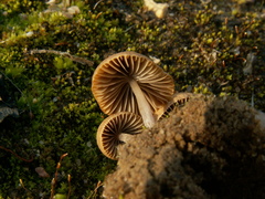 Britzelmayria multipedata