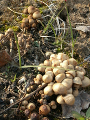 Britzelmayria multipedata