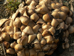 Britzelmayria multipedata