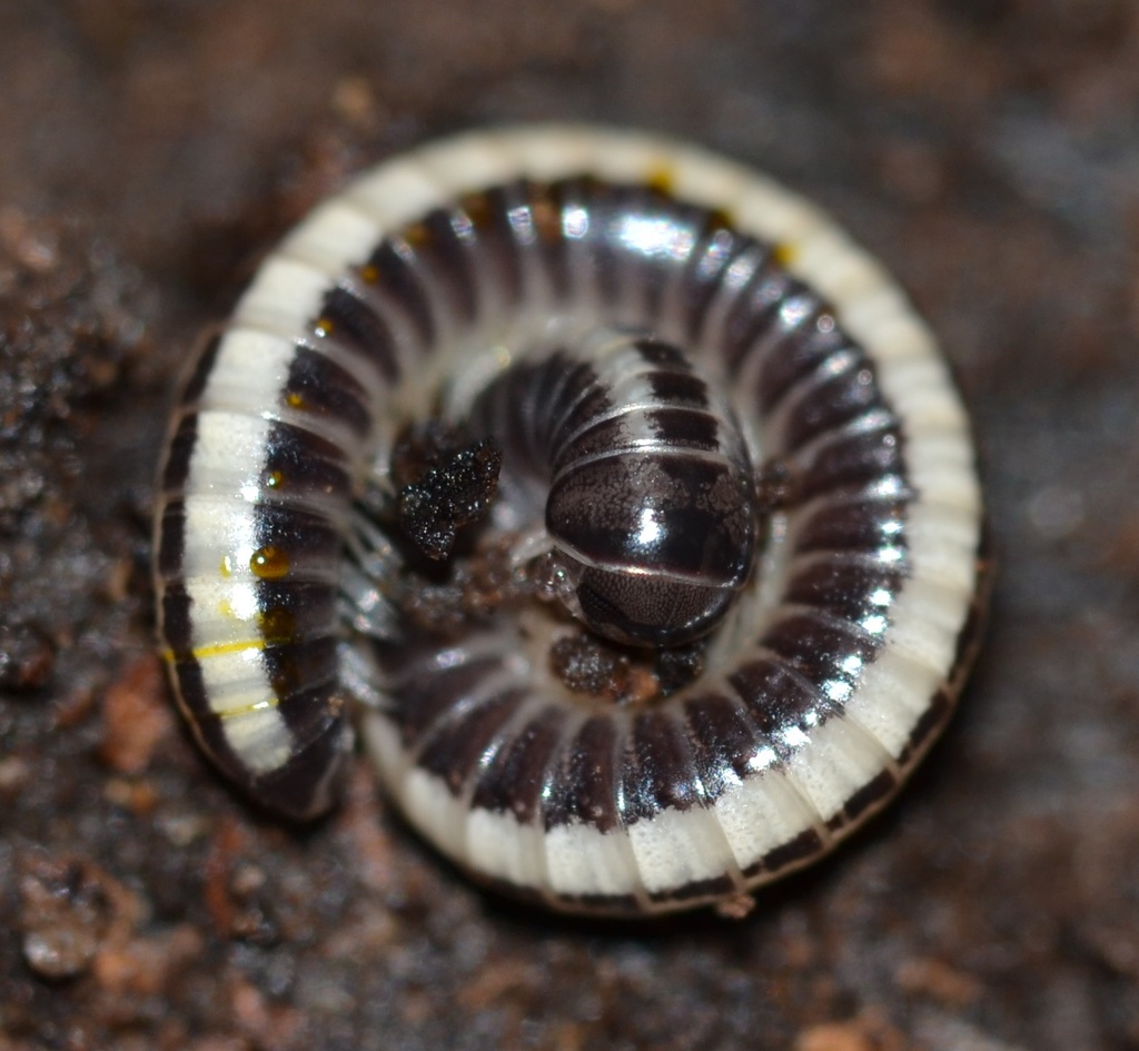 Spirobolellus immigrans