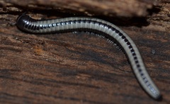 Spirobolellus immigrans