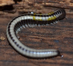 Spirobolellus immigrans