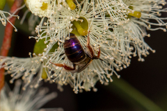 Leioproctus amabilis