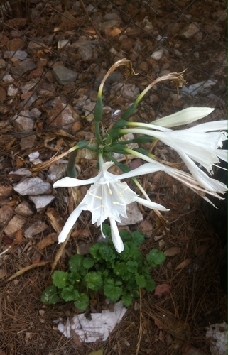 Image of Pancratium foetidum by (c) Dyhia YOUSFI, some rights reserved (CC BY)