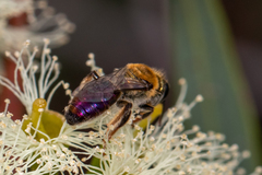 Leioproctus amabilis