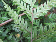Pteris carsei