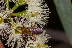 Leioproctus amabilis