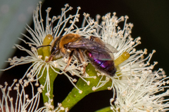 Leioproctus amabilis