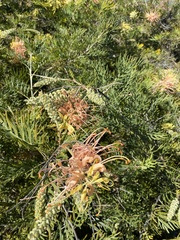 Grevillea