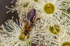 Leioproctus amabilis