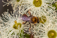 Leioproctus amabilis