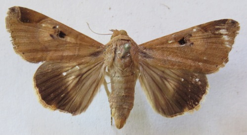 January Melipotis Moth