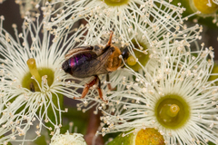 Leioproctus amabilis