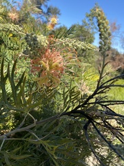 Grevillea