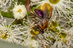 Leioproctus amabilis