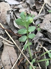 Nemophila phacelioides