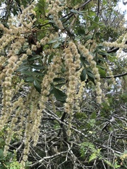 Weinmannia pubescens