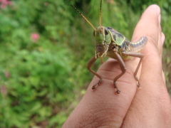 Brachystola behrensii
