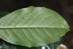 Quintinia