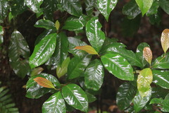 Quintinia