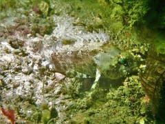 Centrogenys vaigiensis