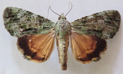 Neophaenis respondens