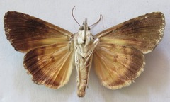 Neophaenis respondens