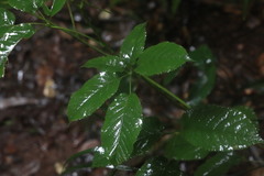 Rubus nebulosus