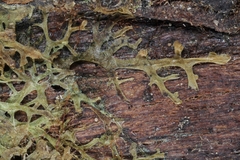 Riccardia multifida