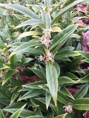 Sarcococca