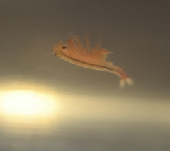 Eubranchipus neglectus