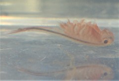 Eubranchipus neglectus