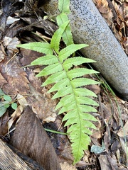 Microlepia marginata
