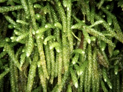 Myuroclada maximowiczii