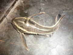 Platydoras armatulus