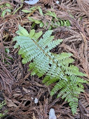 Polystichum polyblepharum