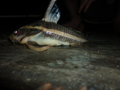 Platydoras armatulus