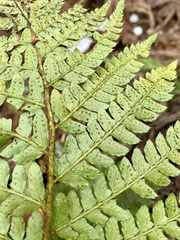 Polystichum polyblepharum