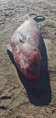 Kogia breviceps